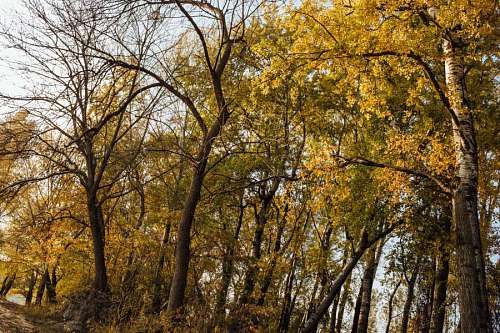 bosque álamo sol camino otoño hoja paisaje planta árbol madera