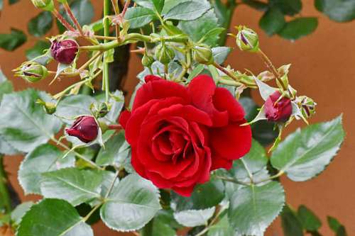 garden flower flowers rose sunshine shrub leaf nature flora plant pinkish roses horticulture 