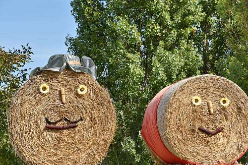 harvest straw agriculture feed farm hay rural field nature summer