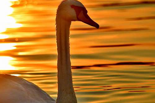 head close portrait side neck swan silhouette bird sunset aquatic