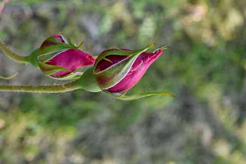 horizontal rose nature bud blooming flower petal flora summer  roses