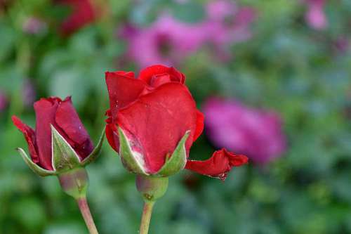 horticulture summer nature rose leaves flower flora leaf garden