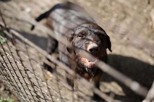 hunting dog animal head brown fence alone eye portrait