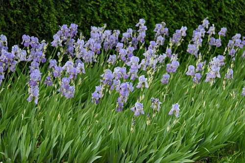 iris flower flora plant summer garden herb nature flowers spring