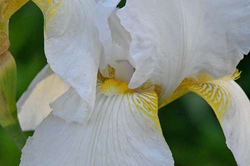 upclose iris flower upclose flora plant nature blooming garden 
