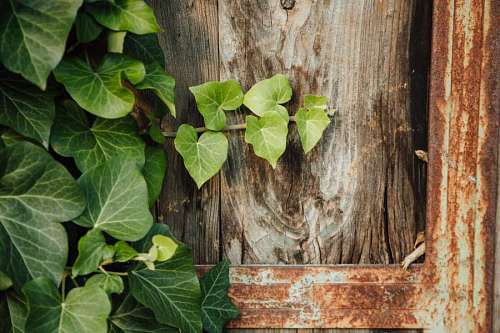 boys iron hardwood carpentry ivy dirty cast rural rust fer plant menuiserie franc fonte bois lierre plante rouille abandoned handmade 