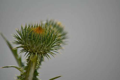 leaf thorn blur plant nature flower flora outdoors summer