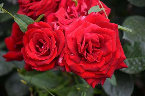 leaves close blooming shrub romance plant rose
