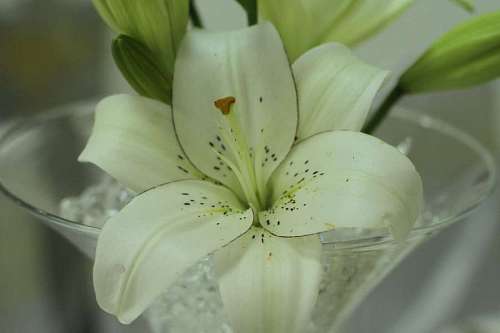 lily-family lily  flower  white  nature  leaf  elegant 