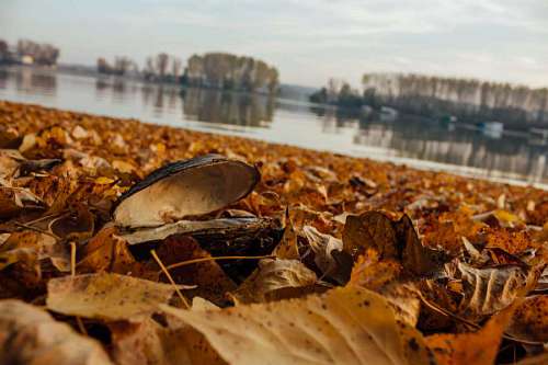 mussel mussel  autumn  soil  yellow leaves  ground 