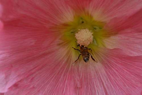 nectar nectar pollen bee flower insect plant shrub outdoors nature summer