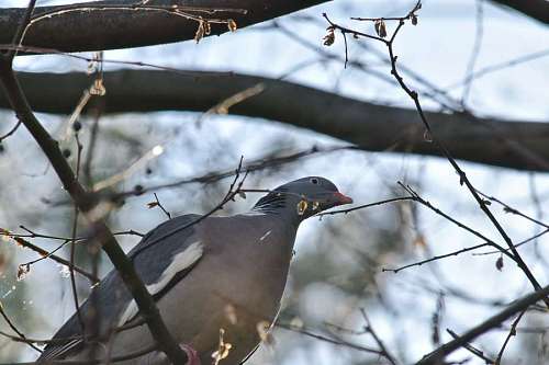 ornithology ornithology branches pigeon wildlife grey outdoors bird nature tree winter