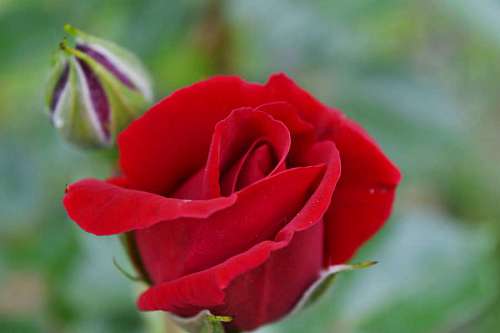 petals rose bud petal nature garden shrub plant flower flowers 