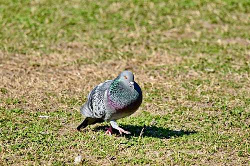 paloma desierto pico fauna silvestre animal pluma hierba pájaro salvaje naturaleza