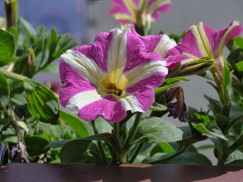 pistil pistil flower petunia purple plant shrub leaf pink nature kb