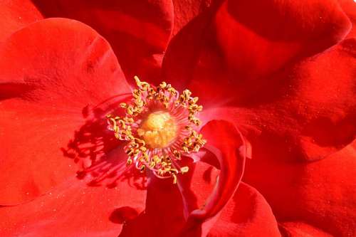 reddish pistil rose flower plant pollination petal reddish flora nature blooming roses leaf shrub flowers garden kb