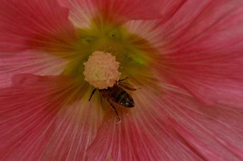 pollen bee flower nectar pistil pollination plant nature shrub outdoors pollinating insect herb flowers garden leaf lavender flight pollinator insects
