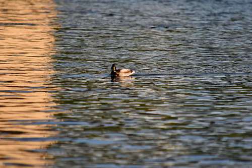 duck-dive reflection water mallard sunset duck river bird waterfowl outdoors lake  birds