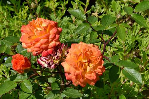rose bright flower plant leaf shrub botanic flora nature bloom leaves garden bud gardening pinkish roses 
