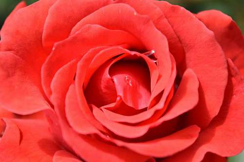 horticultural rose dew blooming flower botanical flora horticulture petal shrub nature