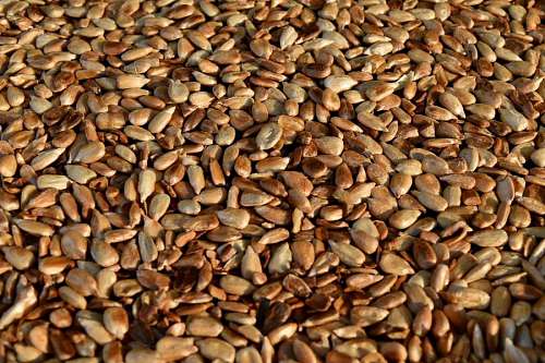 batch seed brown sunflower dry organism roast dietary batch farming seeds 