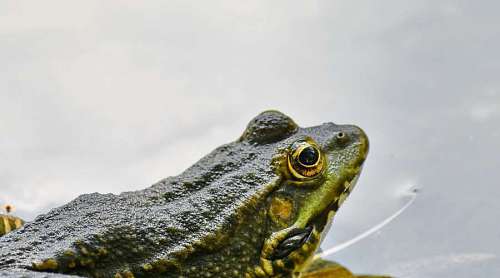 skin frog eye nature water amphibian endemic bullfrog wildlife animal