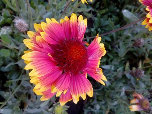 flowering-streets spring botany flowering plant flower garden petal colourful petals close