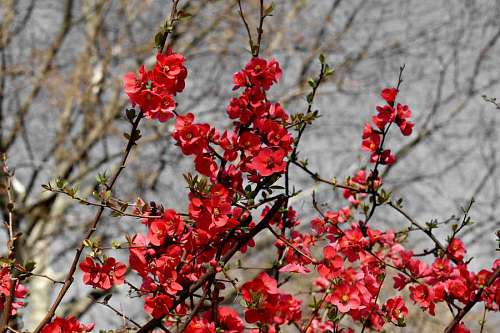 reddish spring flower bud primavera branch plant fiore reddish bushes garden natura germoglio rossastro cespugli giardino tempo shrub nature arbusto ramo