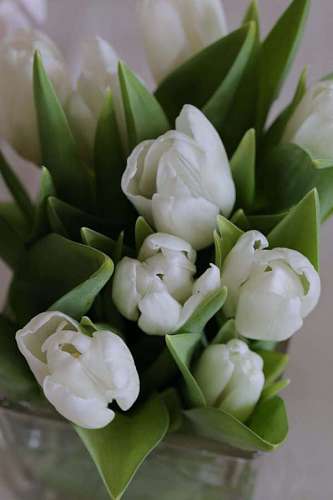 spring flower tulip tulips bouquet leaves blossom leaf plant 