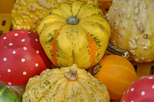 squash harvest merchandise pumpkin market vegetable nutrition autumn nature