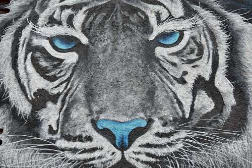 predator-gaze tiger graffiti decoration mouth animal head predator face feline