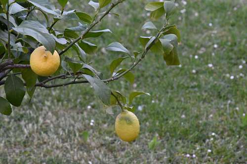 orchard tree fruit orchard lemon citrus nature tropic organic healthy 