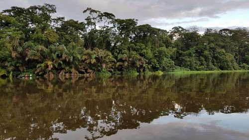 swamp tropical riverbank forest sungai tepi river palm swamp gambar landscape nature water pemandangan flussufer wald tropische sumpf tree  wasser