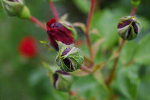 upclose horticulture leaf nature bud flora outdoors flower garden kb