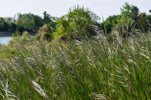 weeds plants grass spring grassy herb plant summer