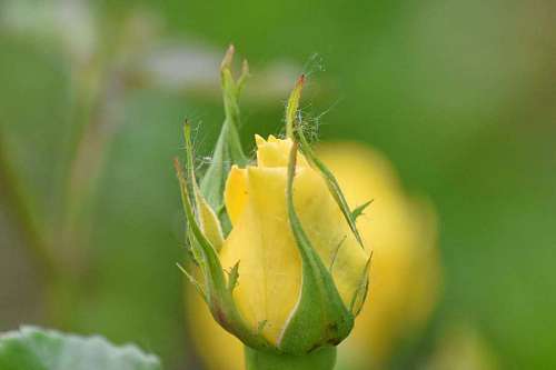 yellow flower bud spring nature rose garden flora leaf plant  roses
