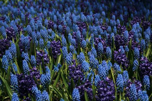 pradera flores azules fondo campo prado flores plantas