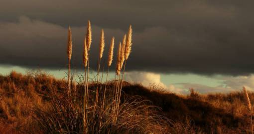 dark  sky  grass  moody  gloomy  field  nature