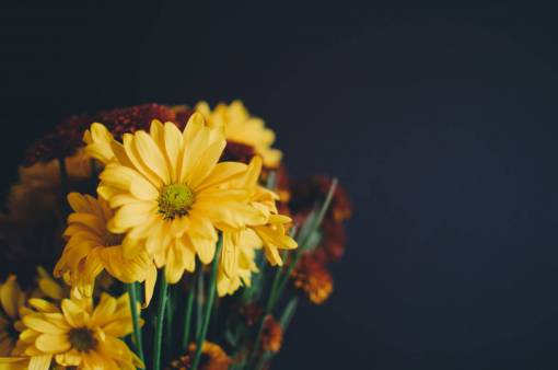falla flor amarillo pétalo florecer jardín planta naturaleza