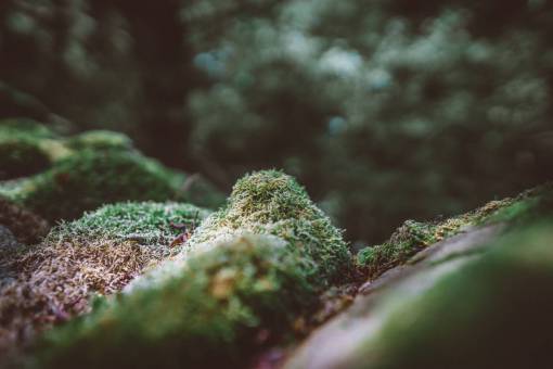 difuminar hierba verde difuminar bokeh naturaleza al aire libre