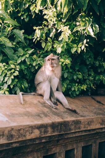 monk monkey  wall  animal  cute  face  tail  wild