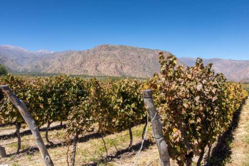 landscape Scenic vineyards in the Calchaqu? Valley near Cafayate, Argentina, framed by the majestic Andes Mountains in the background