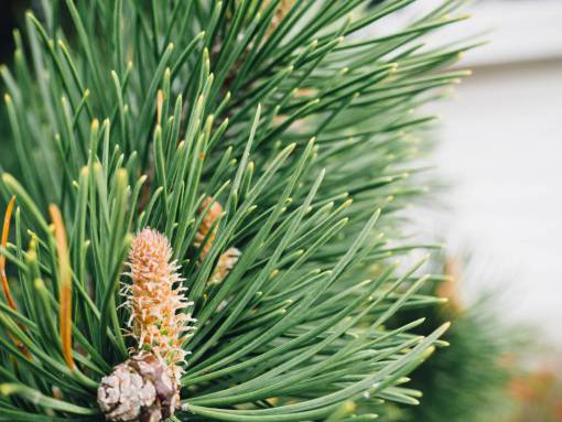coniferous plants  nature  leaves  green  trees  pine  conifer