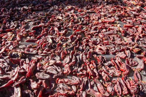nature Red Peppers drying in the sun in Cachi, Salta, Argentina