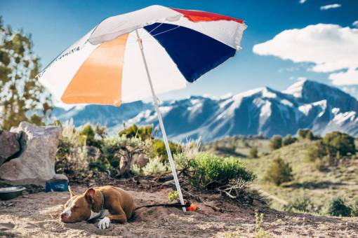 umbrella umbrella  dog  animal  pet  outdoor  highland  landscape