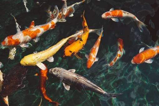 bajo agua, naranja, blanco, koi, pez, submarino, natación