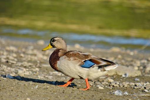 side beach  mallard  natural habitat  side view 