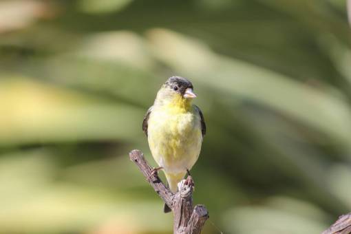 pico animales en la naturaleza rama pájaro animal pluma naturaleza pico