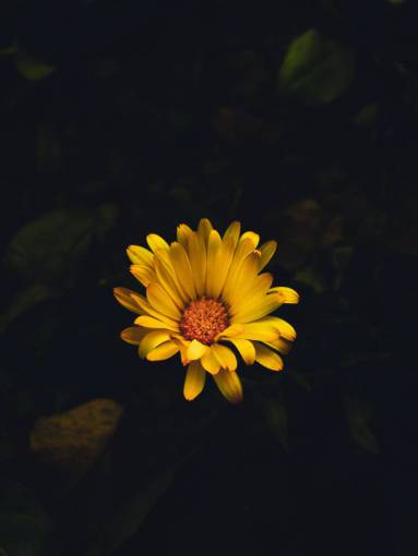 day flower Daisy summer nature close-up yellow plant