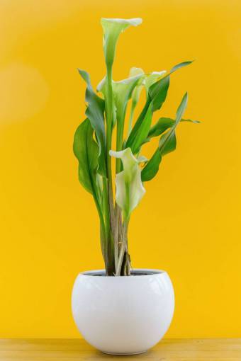 springtime interior;plant nature plant flower leaf green color yellow